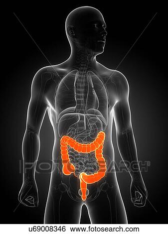 Healthy large intestine, artwork View Large Illustration Stock Illustration - Healthy large intestine, artwork. Fotosearch