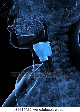Stock Illustration - Healthy larynx, artwork. Fotosearch