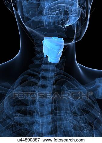 Healthy larynx, artwork View Large Illustration Stock Illustration - Healthy larynx, artwork. Fotosearch