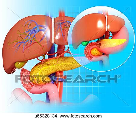 Healthy liver and pancreas, artwork View Large Illustration Stock Illustration - Healthy liver and pancreas, artwork. Fotosearch