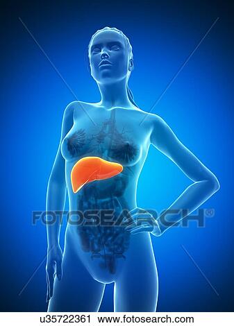 Clip Art - Healthy liver, artwork. Fotosearch