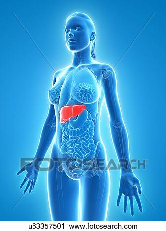 Clip Art - Healthy liver, artwork. Fotosearch
