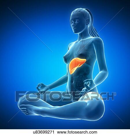 Clip Art - Healthy liver, artwork. Fotosearch