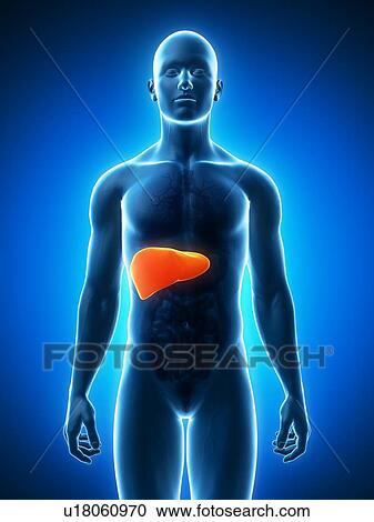 Healthy liver, artwork View Large Illustration Clipart - Healthy liver, artwork. Fotosearch