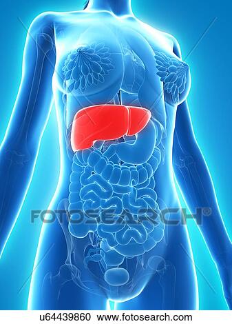 Clipart - Healthy liver, artwork. Fotosearch