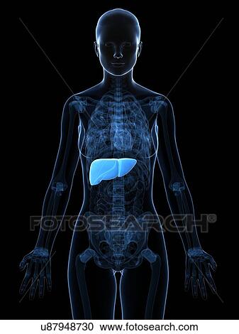 Clipart - Healthy liver, artwork. Fotosearch