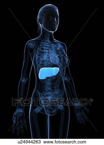 Drawing - Healthy liver, artwork. Fotosearch