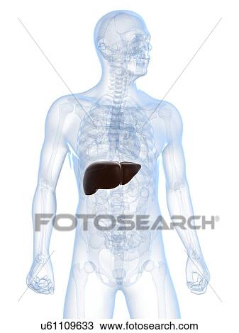 Drawing - Healthy liver, artwork. Fotosearch