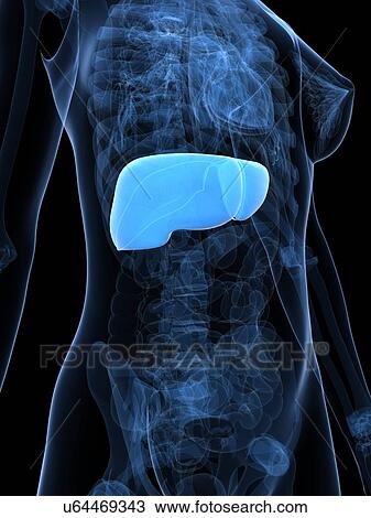 Healthy liver, artwork View Large Illustration Drawing - Healthy liver, artwork. Fotosearch