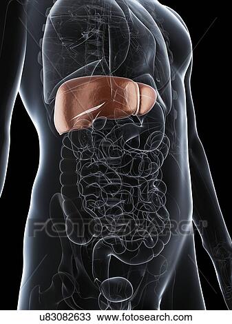 Drawing - Healthy liver, artwork. Fotosearch