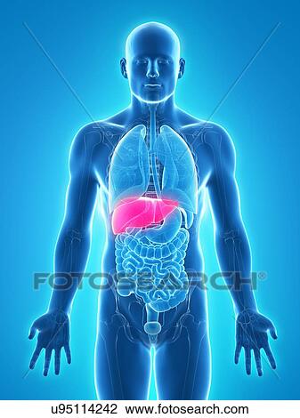 Healthy liver, artwork View Large Illustration Drawing - Healthy liver, artwork. Fotosearch