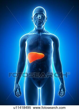 Healthy liver, artwork View Large Illustration Stock Illustration - Healthy liver, artwork. Fotosearch