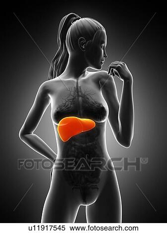 Healthy liver, artwork View Large Illustration Stock Illustration - Healthy liver, artwork. Fotosearch
