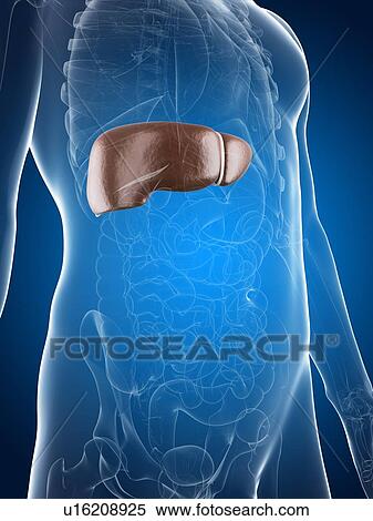 Healthy liver, artwork View Large Illustration Stock Illustration - Healthy liver, artwork. Fotosearch