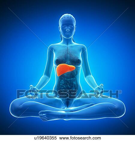 Stock Illustration - Healthy liver, artwork. Fotosearch