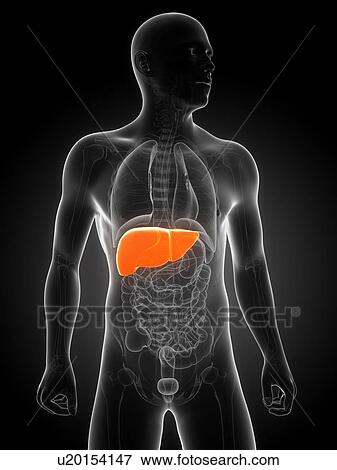 Stock Illustration - Healthy liver, artwork. Fotosearch