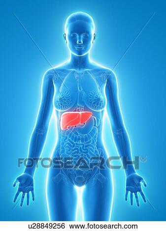 Healthy liver, artwork View Large Illustration Stock Illustration - Healthy liver, artwork. Fotosearch