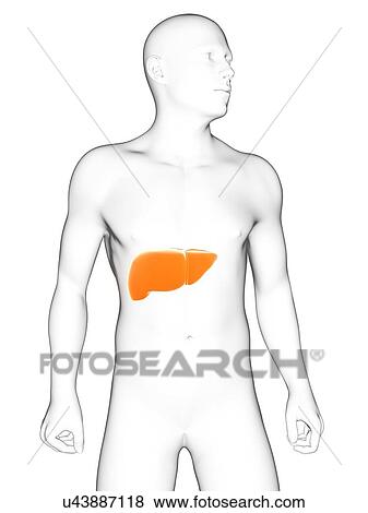 Stock Illustration - Healthy liver, artwork. Fotosearch