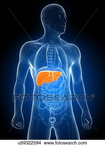 Stock Illustration - Healthy liver, artwork. Fotosearch