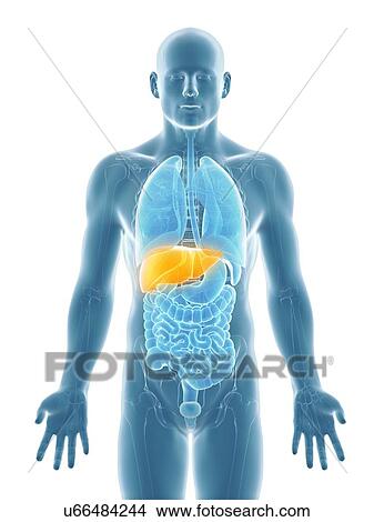 Stock Illustration - Healthy liver, artwork. Fotosearch