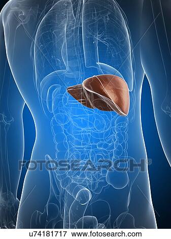 Stock Illustration - Healthy liver, artwork. Fotosearch