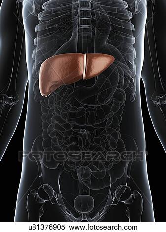 Stock Illustration - Healthy liver, artwork. Fotosearch