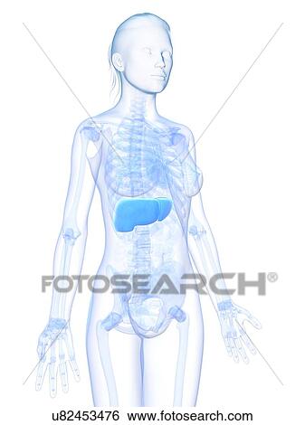 Healthy liver, artwork View Large Illustration Stock Illustration - Healthy liver, artwork. Fotosearch
