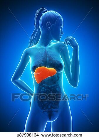 Healthy liver, artwork View Large Illustration Stock Illustration - Healthy liver, artwork. Fotosearch