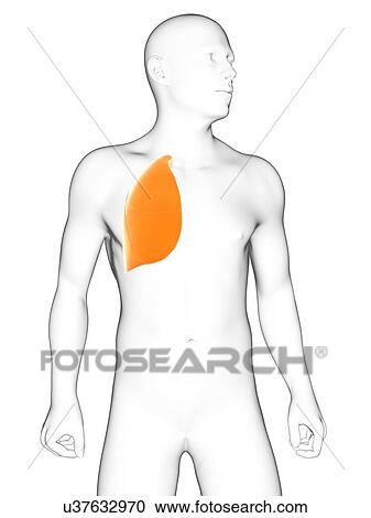 Clipart - Healthy lung, artwork. Fotosearch