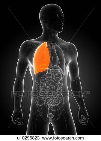 Drawing - Healthy lung, artwork. Fotosearch