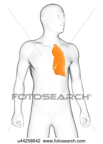 Healthy lung, artwork View Large Illustration Drawing - Healthy lung, artwork. Fotosearch