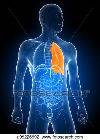 Drawing - Healthy lung, artwork. Fotosearch