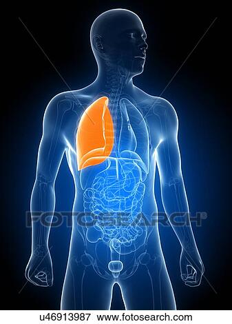 Stock Illustration - Healthy lung, artwork. Fotosearch