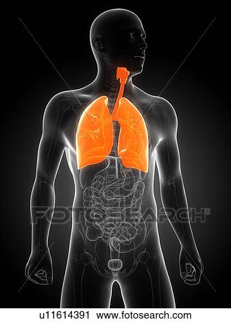 Clip Art - Healthy lungs, artwork. Fotosearch
