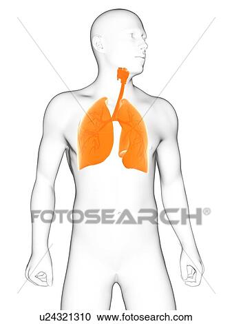 Healthy lungs, artwork View Large Illustration Clipart - Healthy lungs, artwork. Fotosearch