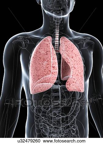 Clipart - Healthy lungs, artwork. Fotosearch