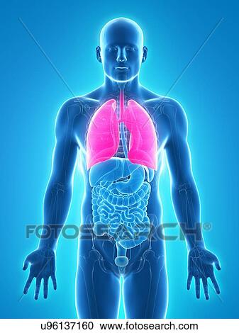 Healthy lungs, artwork View Large Illustration Clipart - Healthy lungs, artwork. Fotosearch