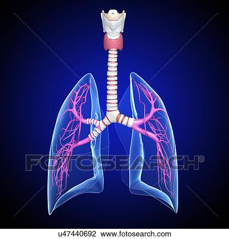 Healthy lungs, artwork View Large Illustration Drawing - Healthy lungs, artwork. Fotosearch