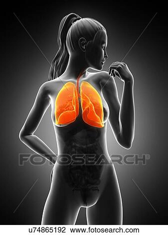 Healthy lungs, artwork View Large Illustration Drawing - Healthy lungs, artwork. Fotosearch