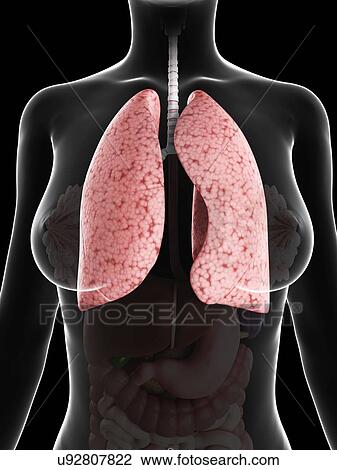 Drawing - Healthy lungs, artwork. Fotosearch