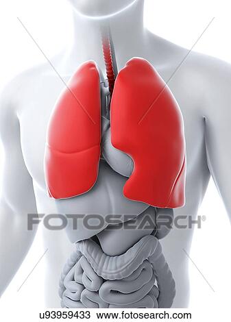 Healthy lungs, artwork View Large Illustration Drawing - Healthy lungs, artwork. Fotosearch