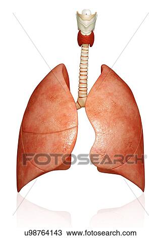 Drawing - Healthy lungs, artwork. Fotosearch