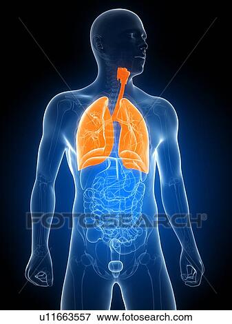 Stock Illustration - Healthy lungs, artwork. Fotosearch