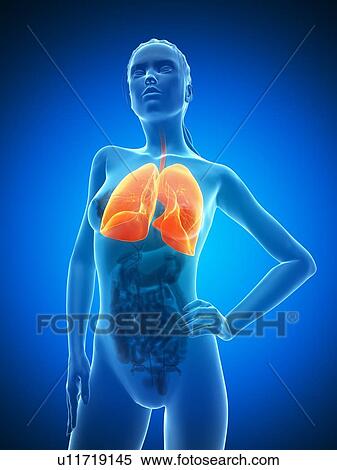 Stock Illustration - Healthy lungs, artwork. Fotosearch