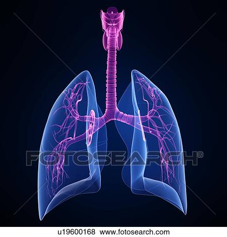 Stock Illustration - Healthy lungs, artwork. Fotosearch