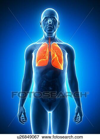 Healthy lungs, artwork View Large Illustration Stock Illustration - Healthy lungs, artwork. Fotosearch