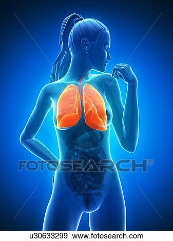 Stock Illustration - Healthy lungs, artwork. Fotosearch