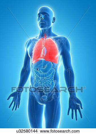 Healthy lungs, artwork View Large Illustration Stock Illustration - Healthy lungs, artwork. Fotosearch