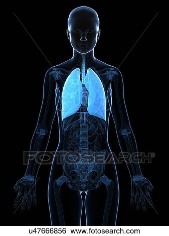 Healthy lungs, artwork View Large Illustration Stock Illustration - Healthy lungs, artwork. Fotosearch
