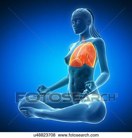 Healthy lungs, artwork View Large Illustration Stock Illustration - Healthy lungs, artwork. Fotosearch
